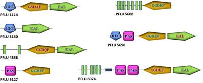 Differential Regulation of Genes for Cyclic-di-GMP Metabolism Orchestrates Adaptive Changes During Rhizosphere Colonization by Pseudomonas fluorescens